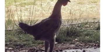 When you hit the gym to dodge those #KFC cravings. 🐔💨 Who else is feeling untouchable today? 😂 #FitChick #NeverCaught #ChickenGoals